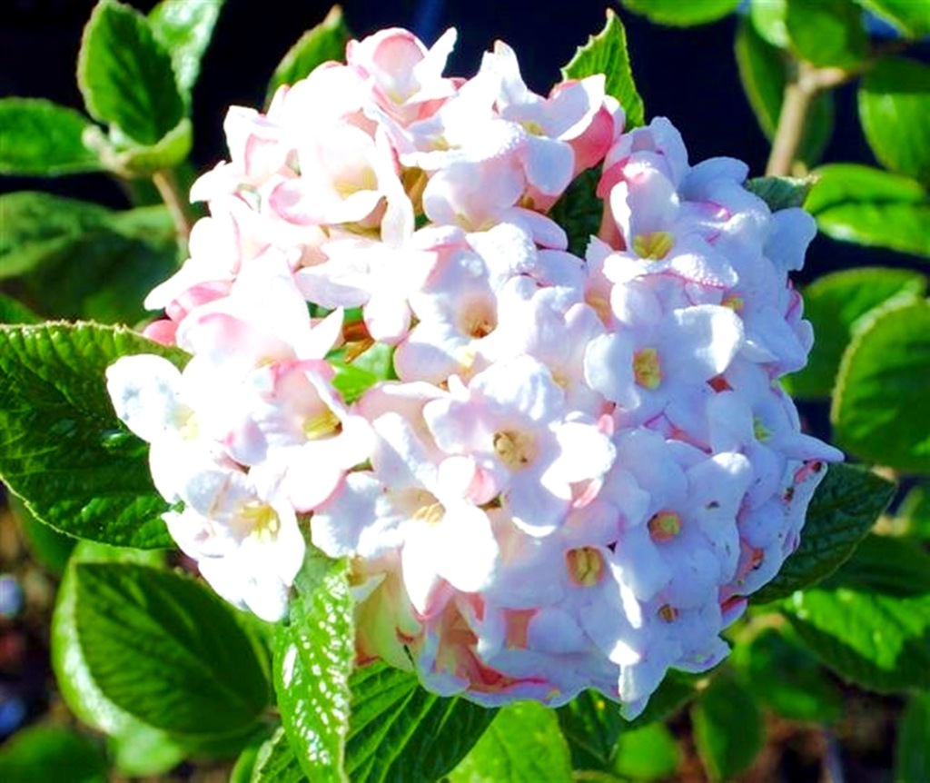 VIBURNUM BURKWOODII KALINA BURKWOODA 7069848900 oficjalne archiwum