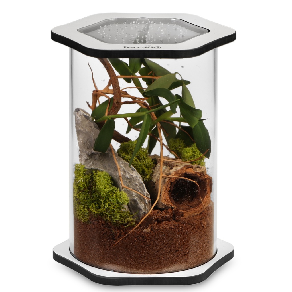 TERRARIUM AKRYLOWE MODLISZKI SKORPIONA SKAKUNA 12327884756