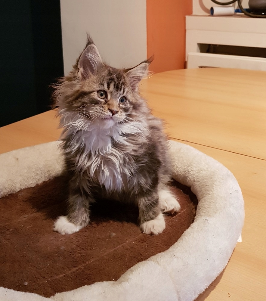 Kot Maine Coon Allegro Allegro Poland
