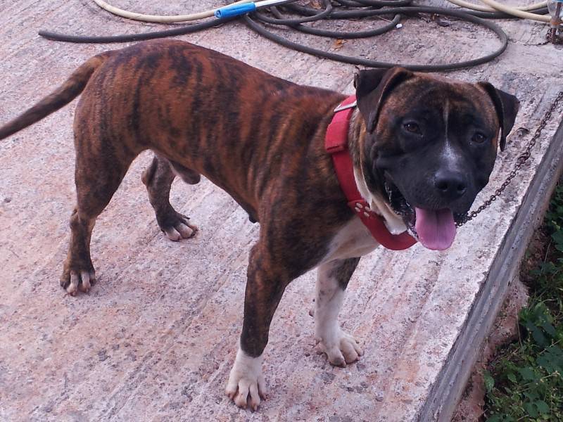 chiots Staff Annonce Chien Le Lamentin Martinique Cyphoma