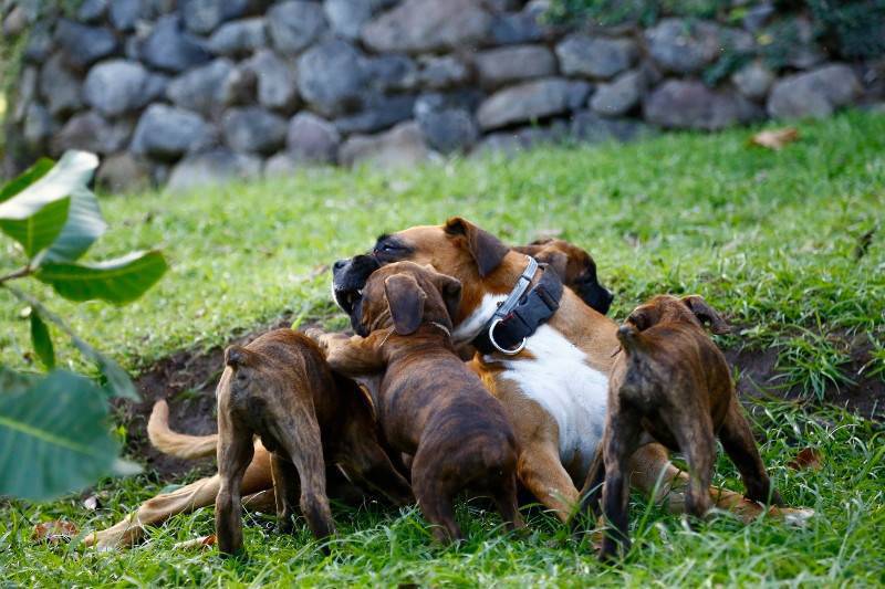 Chiot boxer Chien Martinique • Cyphoma