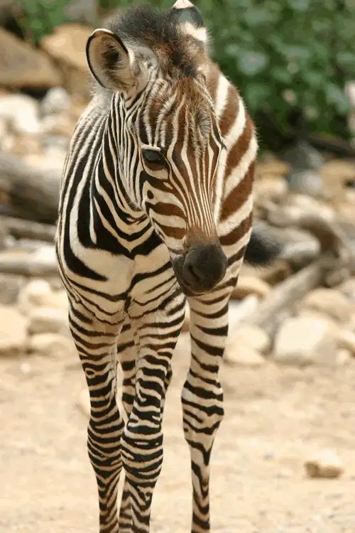 50 Animal Babies Photo Compilation
