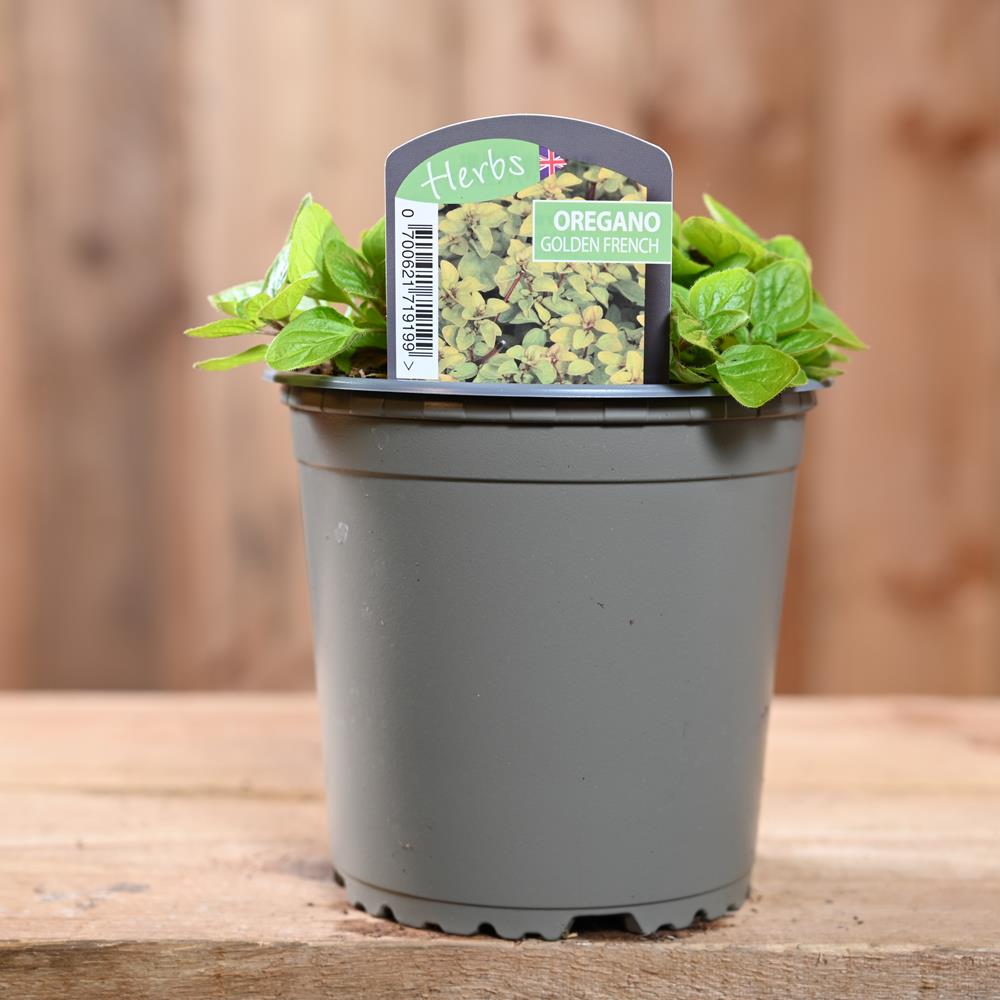 Oregano Golden French Origanum Vulg. 1L Herbs Polhill Garden Centre