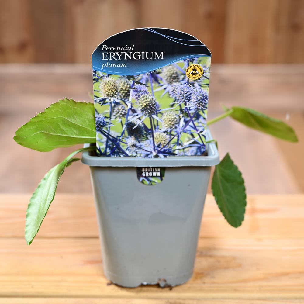 Eryngium Planum 1L Herbaceous Perennials Polhill Garden Centre