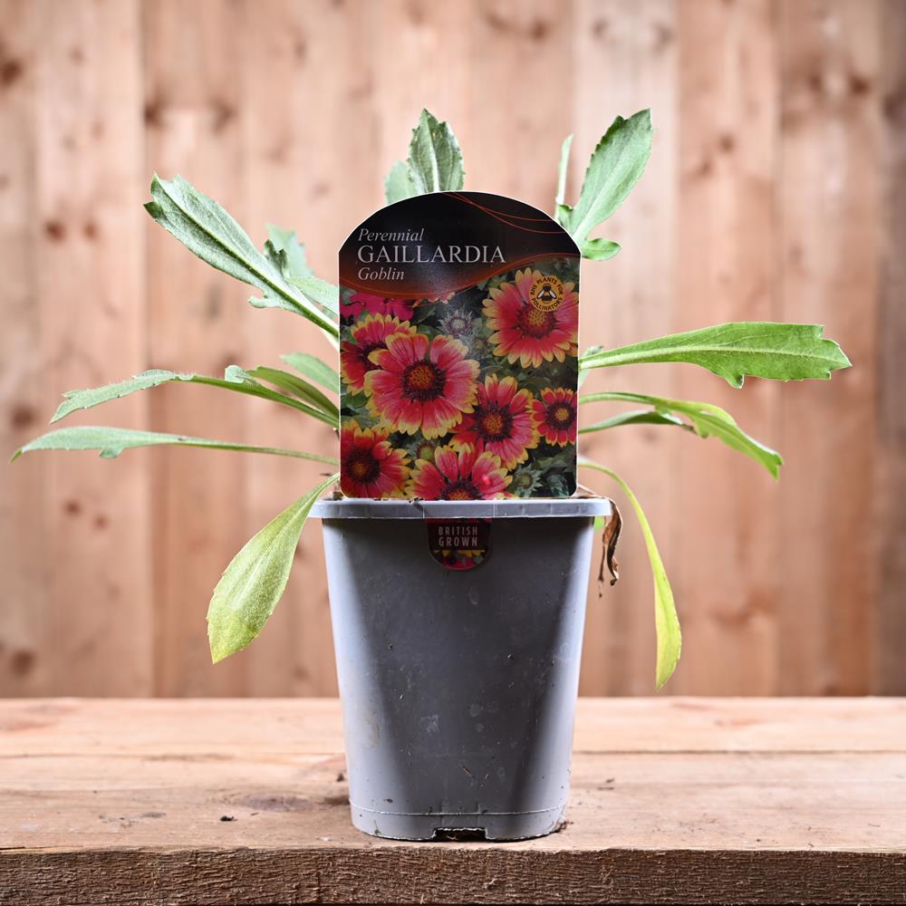 Gaillardia X Grandiflora Goblin 1L Herbaceous Perennials Polhill