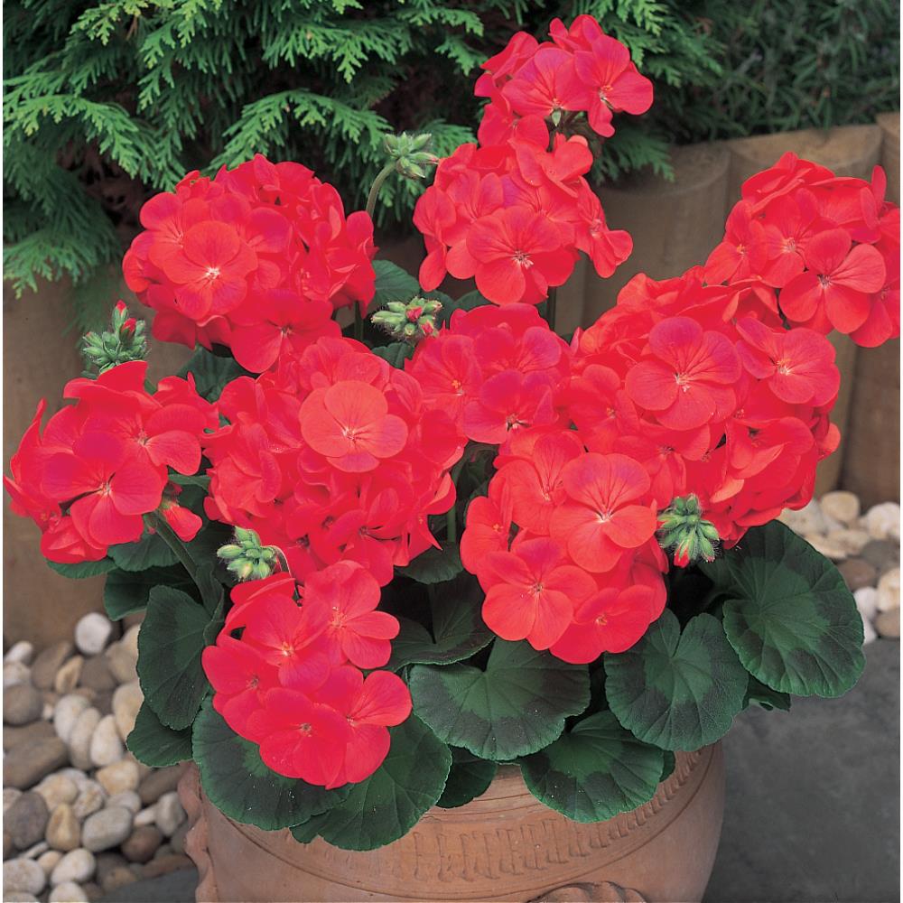 Geranium New Century Red Starter Plants Starter Plants Polhill