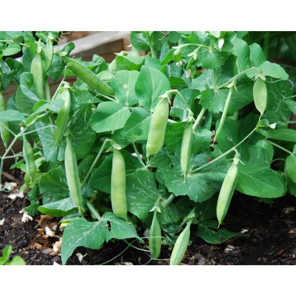 Pea Dwarf Patio Tom Thumb Vegetable Plants Polhill Garden Centre