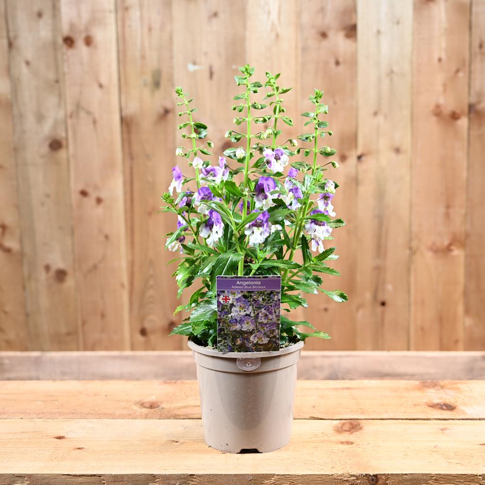 Angelonia Adessa Blue Bicolour 1L Herbaceous Perennials Polhill