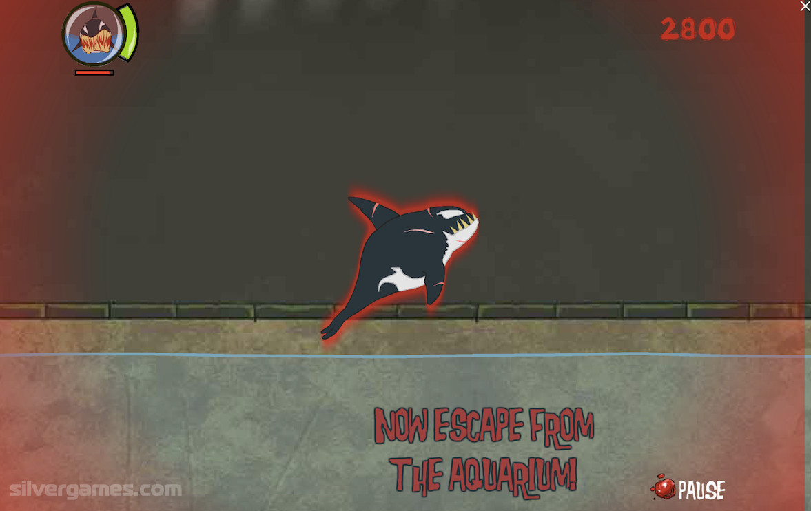 Killer Whale Play Online on SilverGames 🕹️