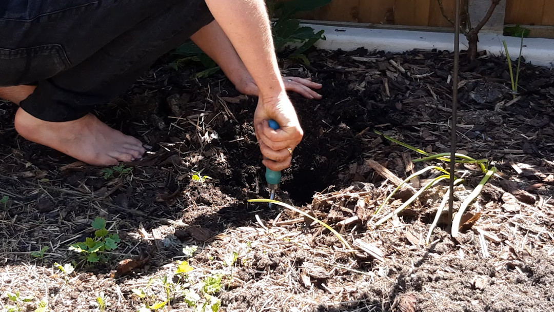 Back to basics Transplanting A Thorny Pot