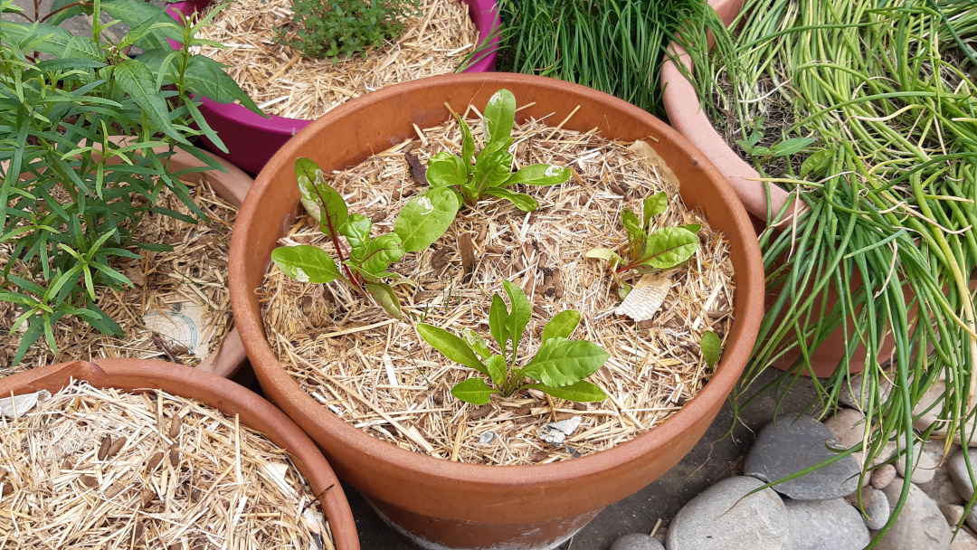 Growing Swiss chard A Thorny Pot
