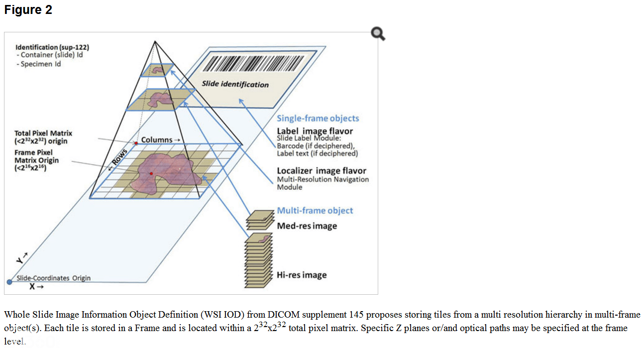 Recent advances in standards for collaborative Digital Anatomic