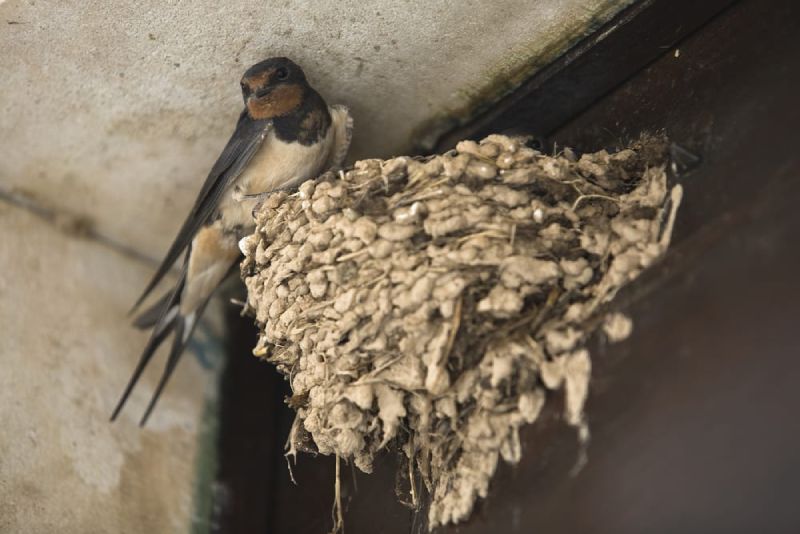 Tips for Preventing and Removing Mud Swallows A1 Exterminators