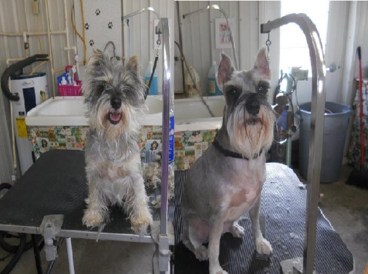 A1 Pet Boarding And Grooming at Tyler Randall blog