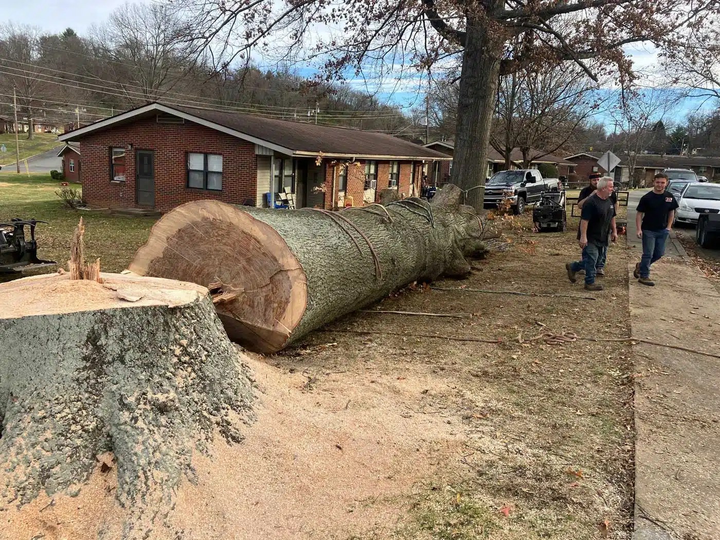 Local Tree Removal A1 Expert Tree Service Bristol TN