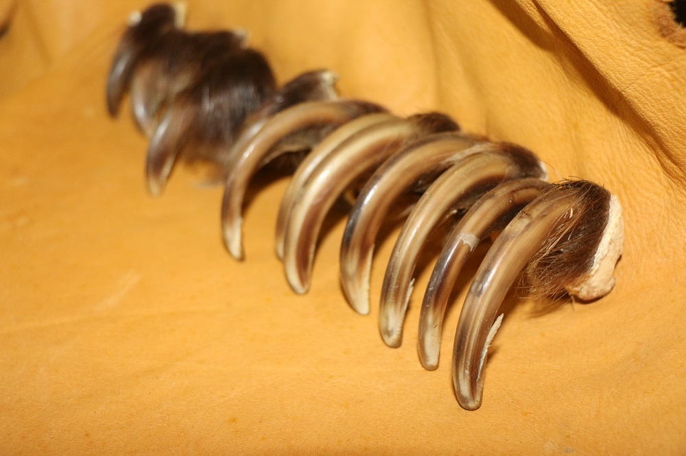 Grizzly Bear Claws P&D International Furtraders