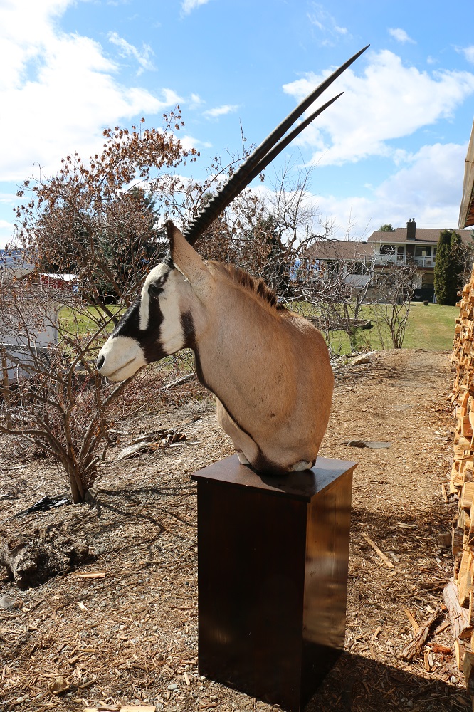 Gemsbok Oryx Pedestal Mount P&D International Furtraders