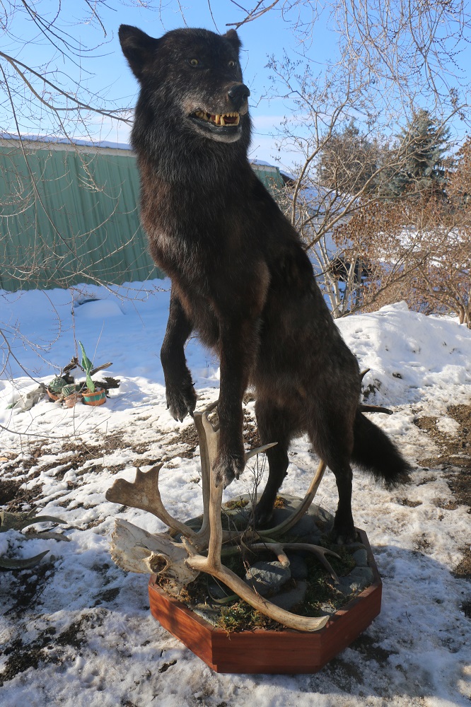 Life Size Black Wolf Mount P&D International Furtraders