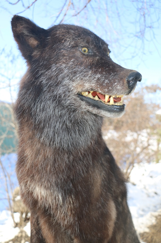 Life Size Black Wolf Mount P&D International Furtraders