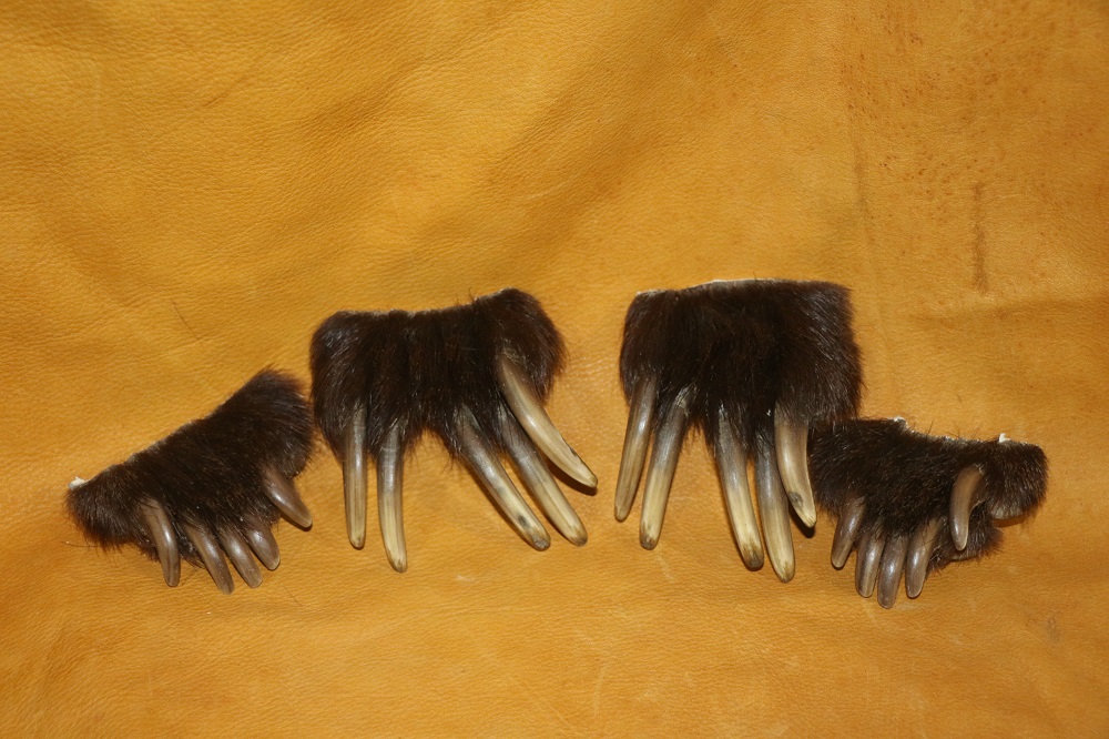 Grizzly Bear Claws P&D International Furtraders