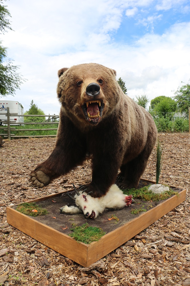 Life Size Grizzly Bear Mount P&D International Furtraders