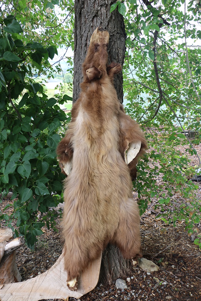 Brown Bear Hide P&D International Furtraders