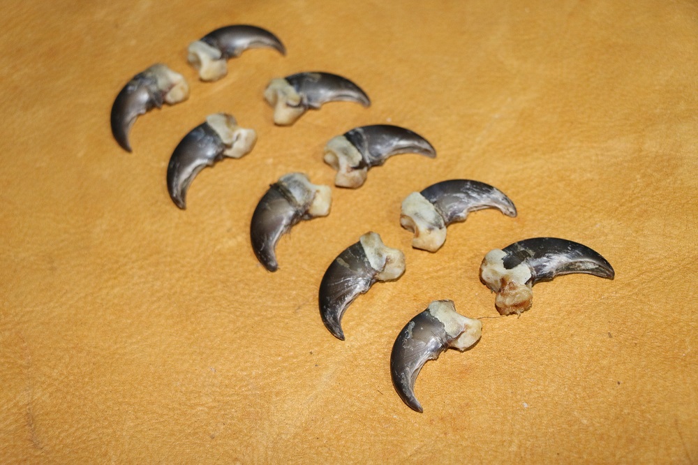 Black Bear Claws C&D International Furtraders