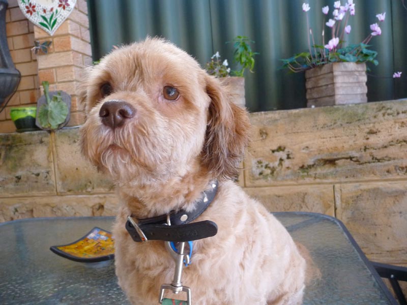 A1K9 Dog Grooming Salon Perth Western Australia