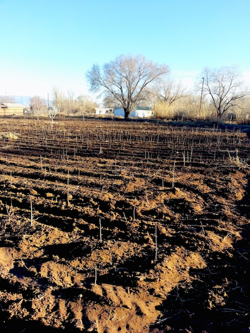 Frequently Asked Questions A1 Pecan Trees The Healthy Nut