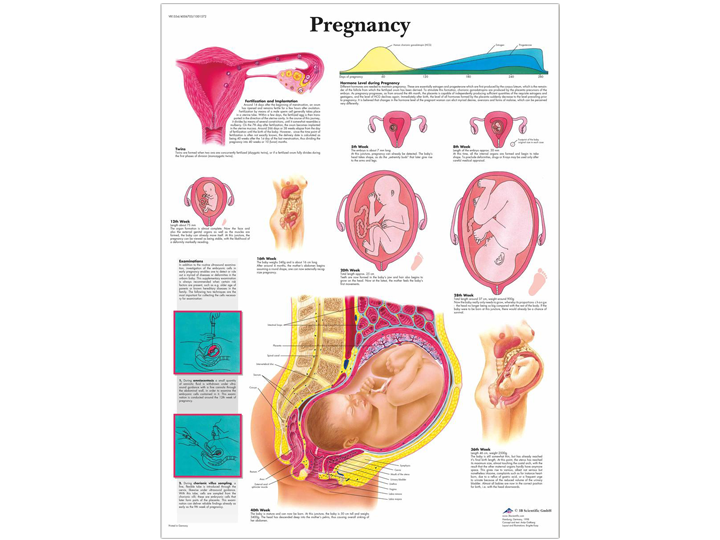 Anatomical Chart Pregnancy A1 Medical Integration