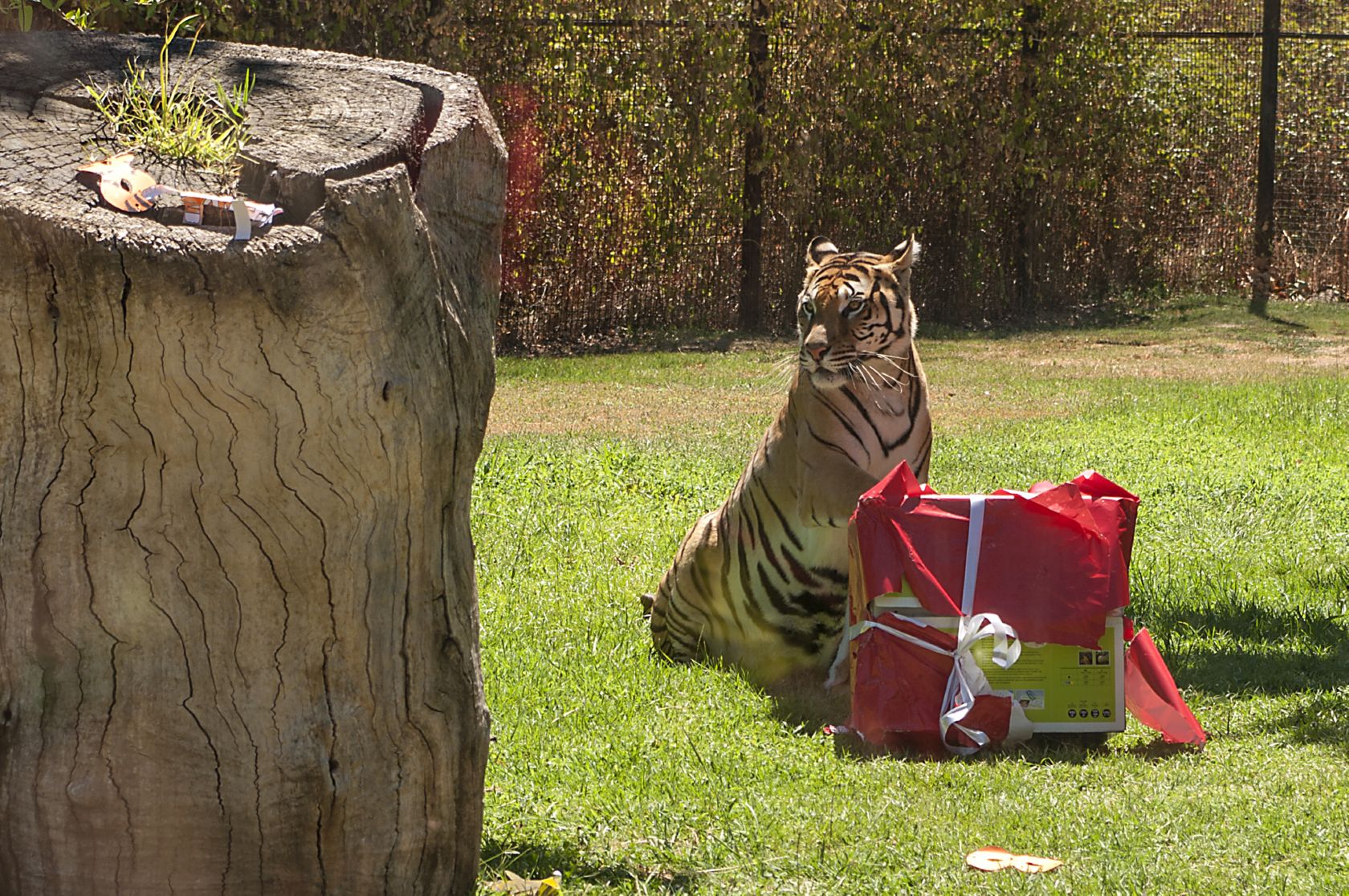 El Safari Madrid celebró el día del tigre A21 Periódico Gratuito