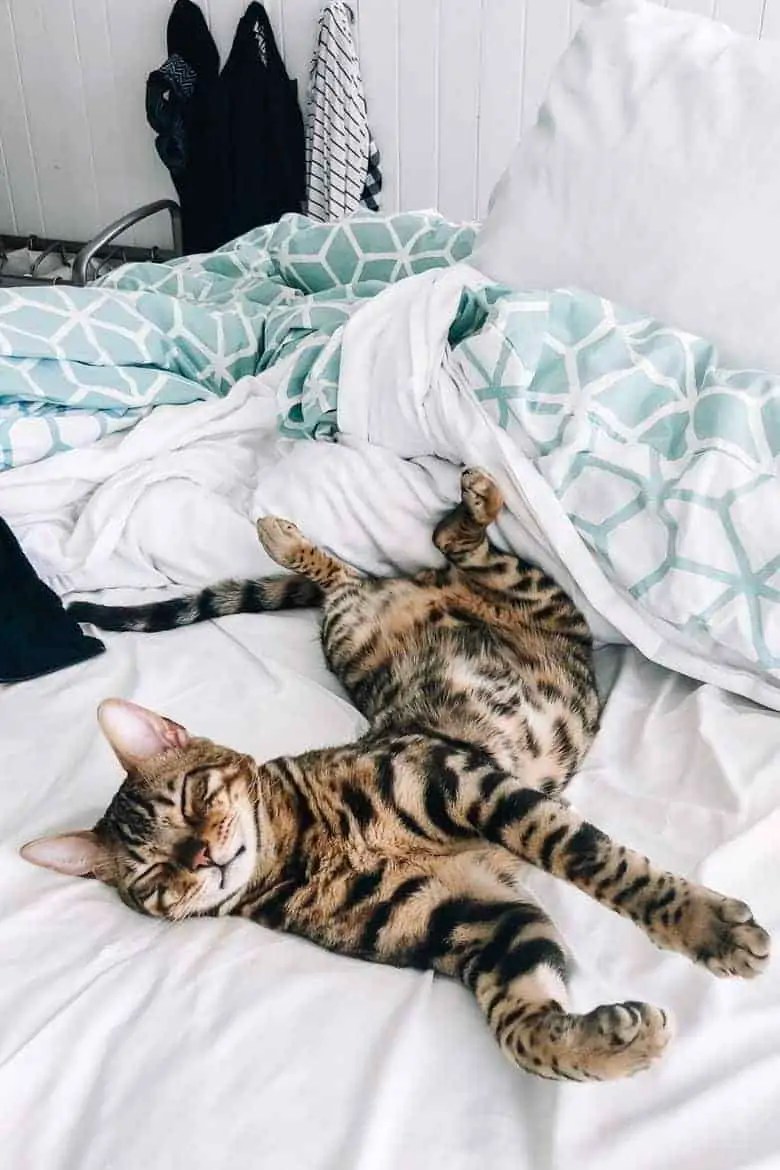 Can Indoor Cats Get Fleas? Here Are 5 Ways They Can!