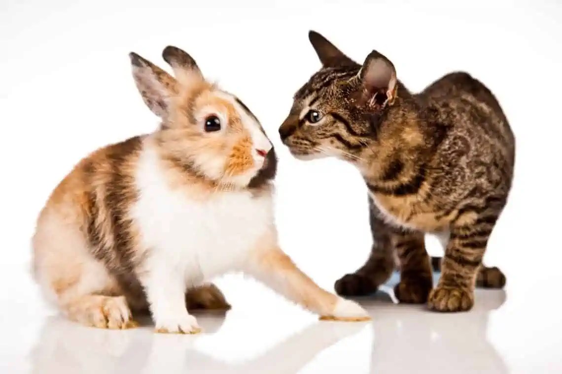 Can Cats And Rabbits Be Friends? Will Cats Attack Rabbits?