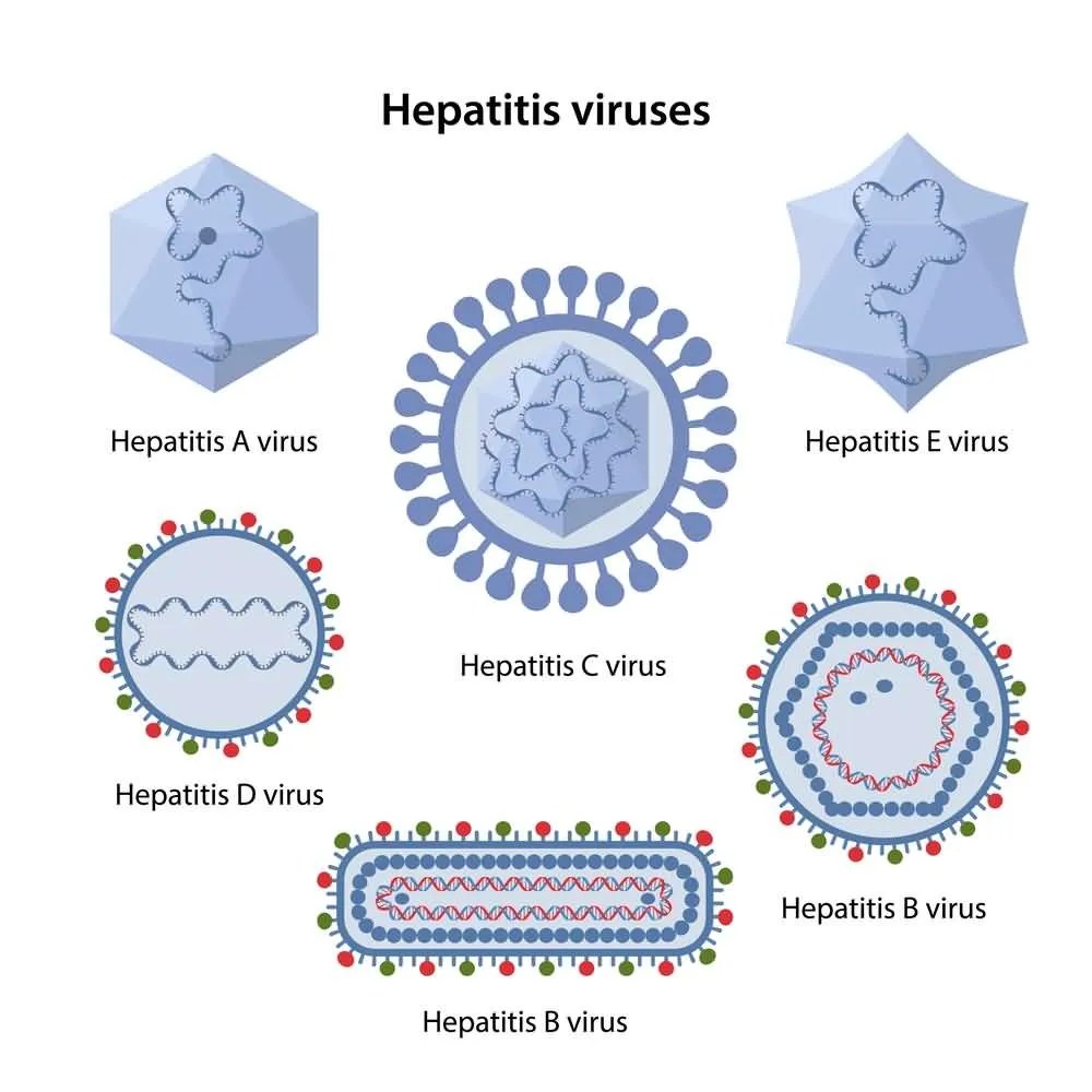 Hepatitis; Types of Hepatitis Virus, Modes of Transmission & Symptoms