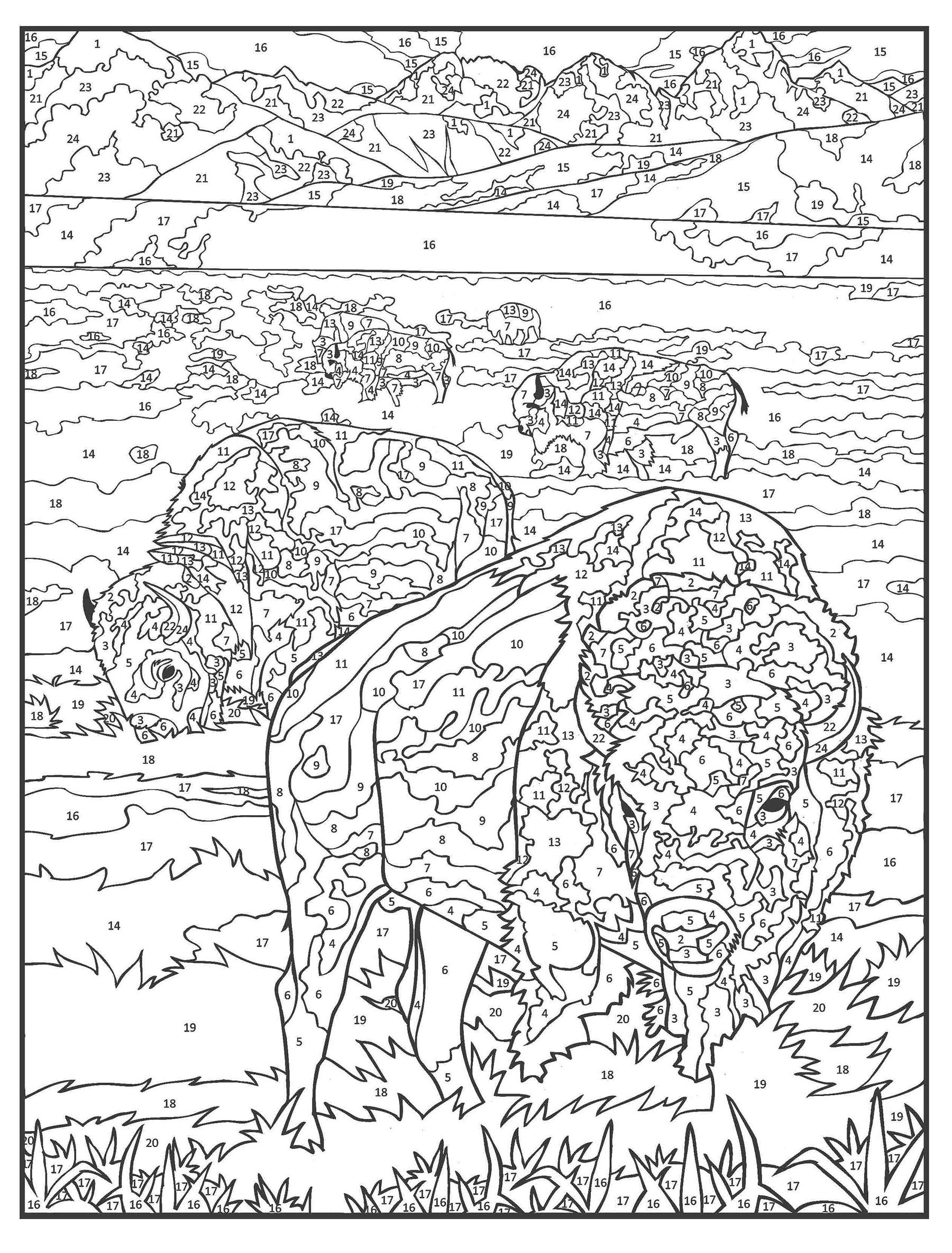 Creative Haven Wildlife Color by Number Coloring Book A2Z Science & Learning Toy Store Creative Haven Wildlife Color by Number Coloring Book A2Z Science & Learning Toy Store