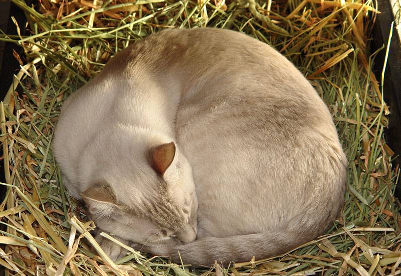 Cabbit (Cat Who Thinks He Is A Rabbit) photo Judith photos at