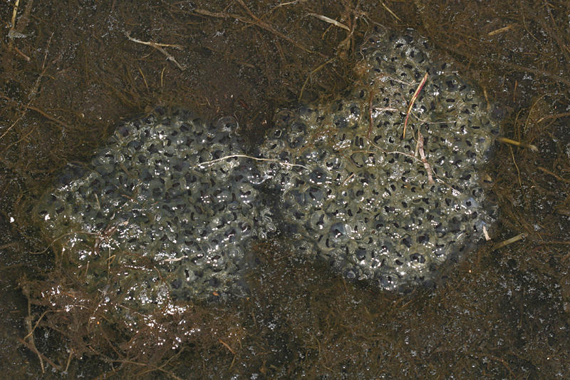 Eastern Newt egg masses Notophthalmus viridescens photo Tom Murray