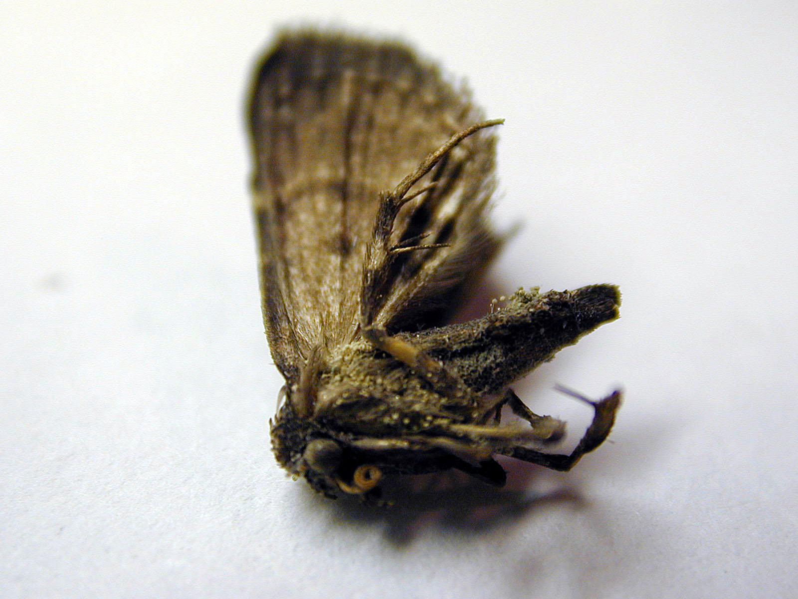 Dead moth photo Christian Fowler photos at