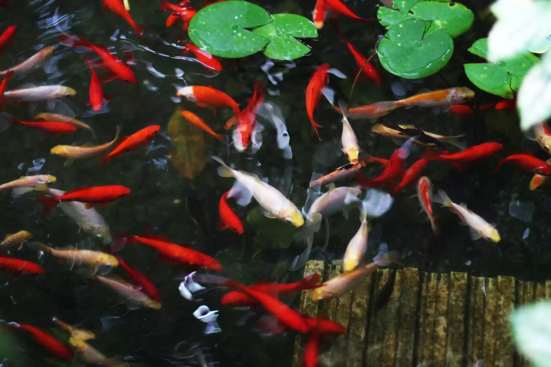 Best Aquatic Plants for Your Koi Pond Aquatic Gardens