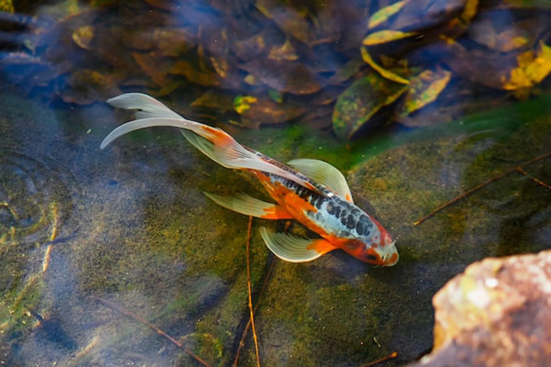 Keeping Koi Pond Water Clean Aquatic Gardens