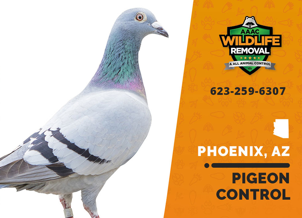 Pigeon Control Phoenix Pigeon Control and Removal in Phoenix