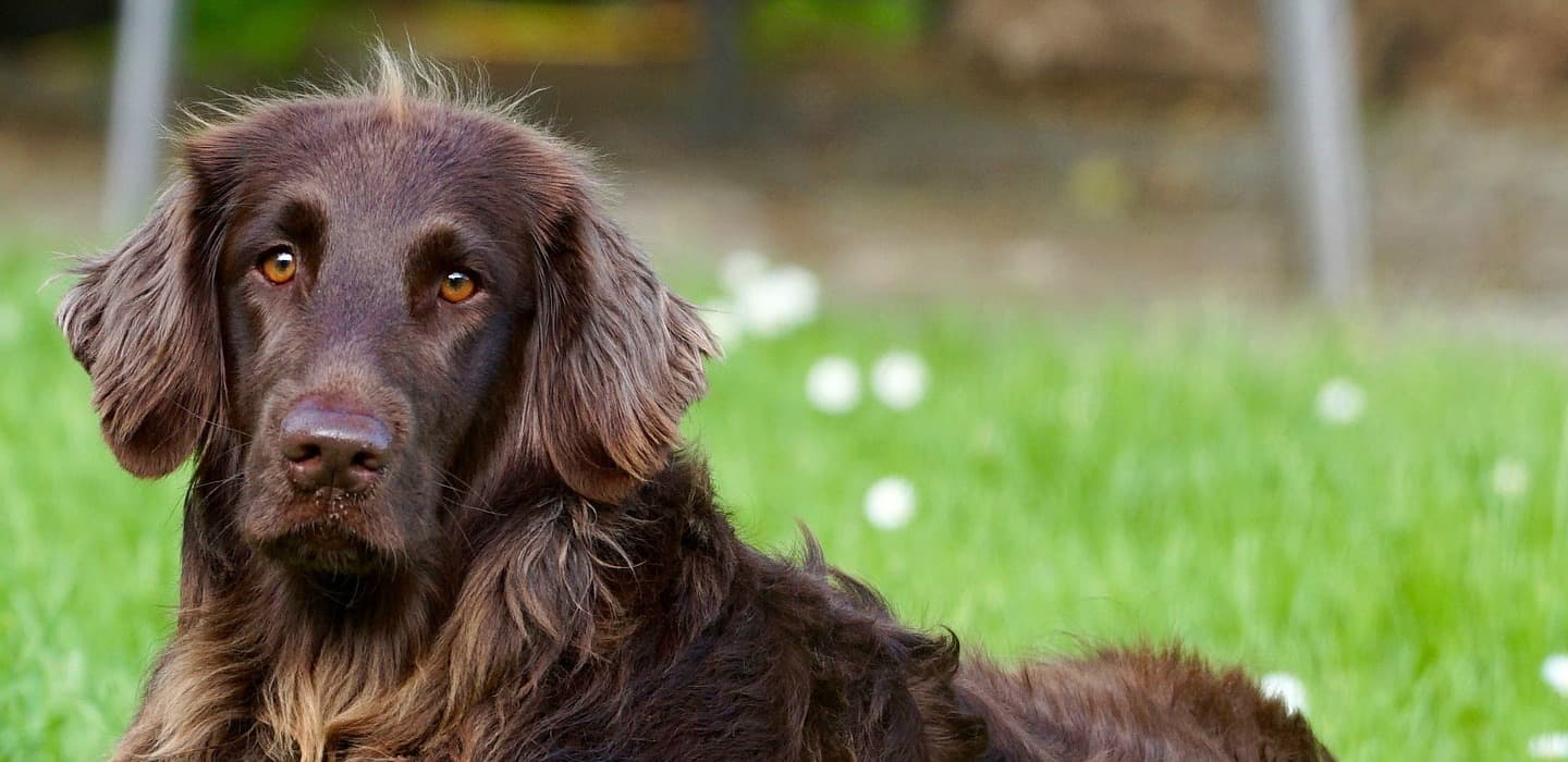 Owning and raising puppies and dogs in urban environments such as