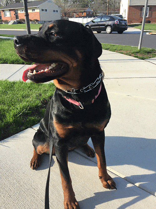 Testimonials AAA Dog Training Dog Training York PA Sparks, Maryland