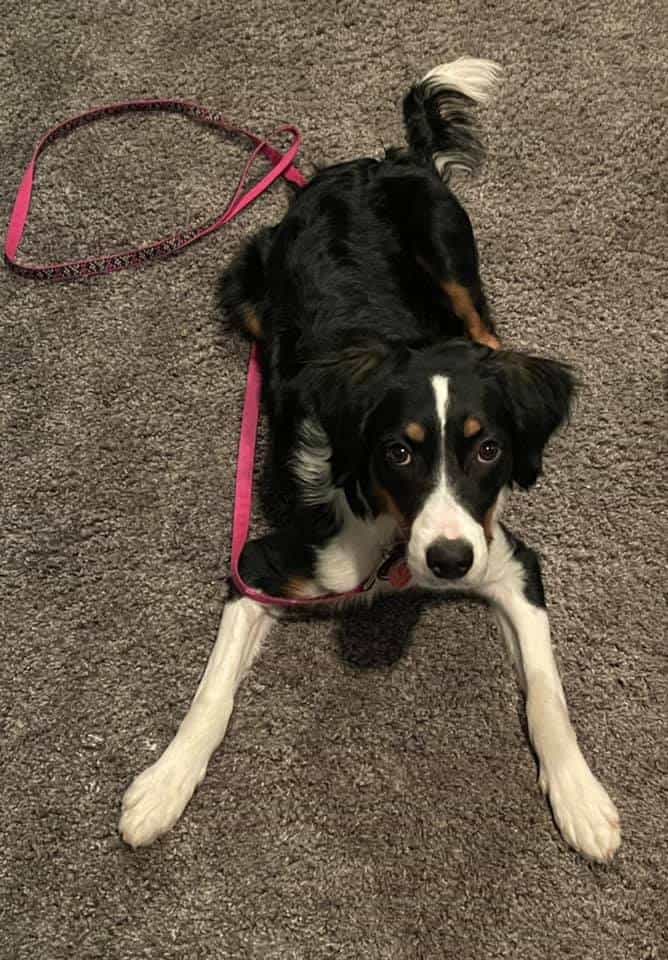 Testimonials AAA Dog Training Dog Training York PA Sparks, Maryland