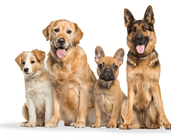 Dog Obedience and Behavior Training in York PA, Baltimore MD