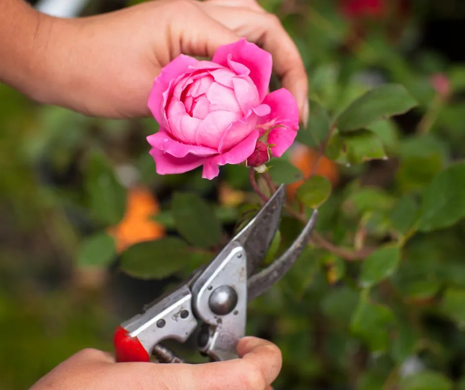Rose Gardeners Perth Rose Pruning & Maintenance