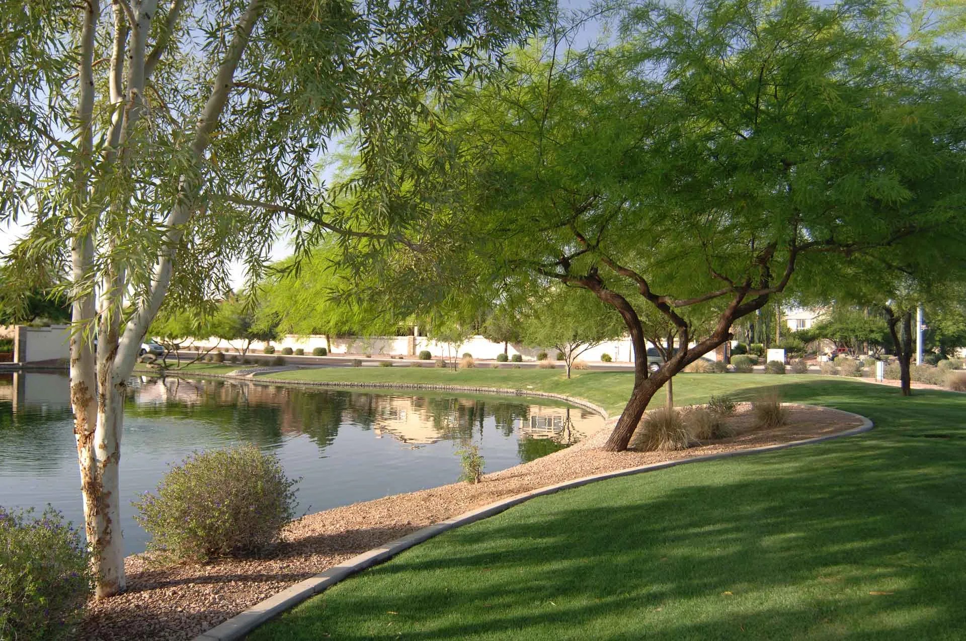 Ocotillo AAA Landscape