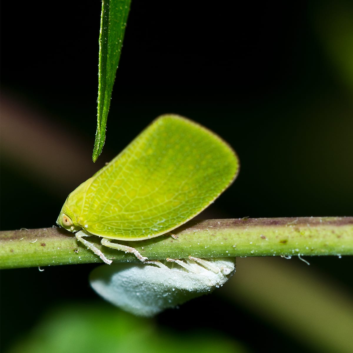 Green Plant Hopper AAA Exterminators