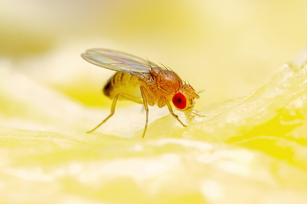 5 Way to Get Rid of Fruit Flies AAA Exterminating, Indianapolis, IN