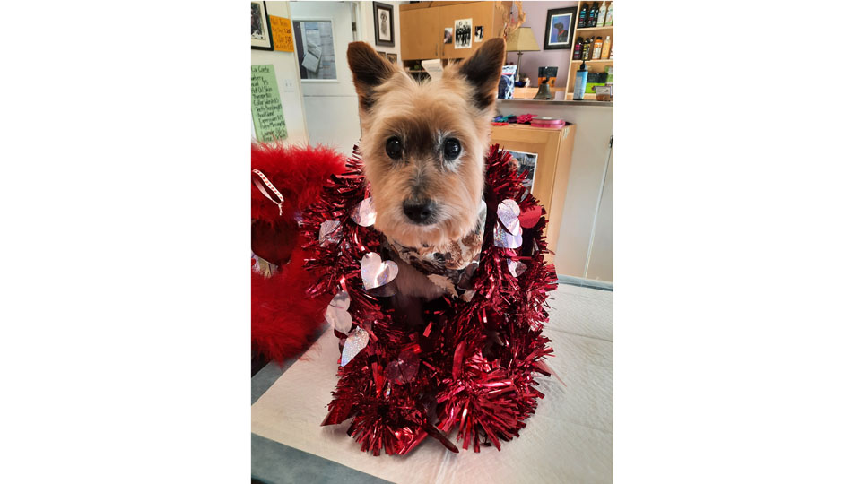 Customer Photos AAA Pet Pros